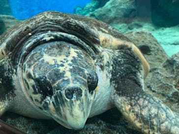 名古屋港水族館に投稿された画像（2021/7/31）