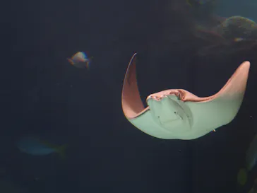 名古屋港水族館に投稿された画像（2021/7/31）