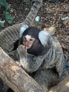 神戸どうぶつ王国に投稿された画像（2021/7/31）