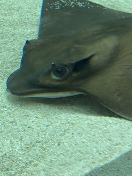 サンシャイン水族館に投稿された画像（2021/7/31）