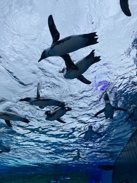 サンシャイン水族館に投稿された画像（2021/7/31）