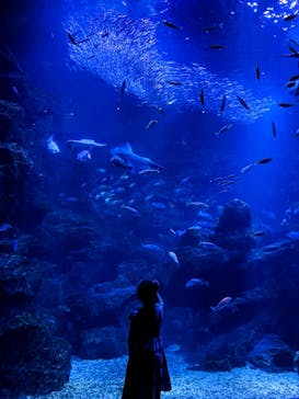 京都水族館に投稿された画像（2021/7/31）