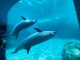 名古屋港水族館に投稿された画像（2021/7/31）