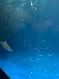 名古屋港水族館に投稿された画像（2021/7/31）