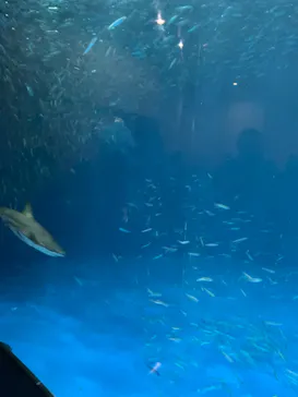 名古屋港水族館に投稿された画像（2021/7/31）