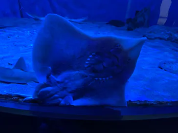 名古屋港水族館に投稿された画像（2021/7/31）