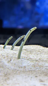 すみだ水族館に投稿された画像（2021/7/31）