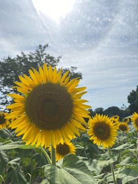 淡路ファームパーク イングランドの丘に投稿された画像（2021/7/31）