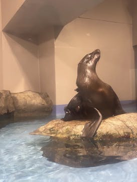 マクセル アクアパーク品川に投稿された画像（2021/7/31）