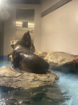 マクセル アクアパーク品川に投稿された画像（2021/7/31）