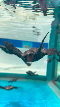 名古屋港水族館に投稿された画像（2021/7/31）