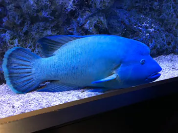 すみだ水族館に投稿された画像（2021/7/31）