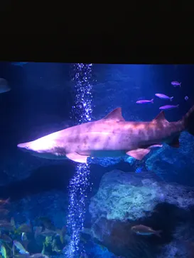 すみだ水族館に投稿された画像（2021/7/31）