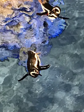 すみだ水族館に投稿された画像（2021/7/31）