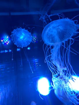 名古屋港水族館に投稿された画像（2021/7/31）