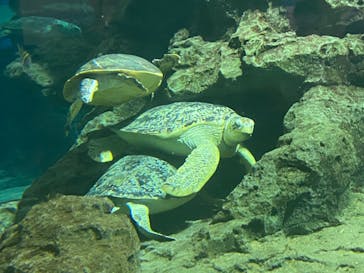 名古屋港水族館に投稿された画像（2021/7/31）