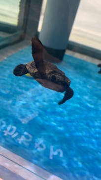 名古屋港水族館に投稿された画像（2021/7/31）