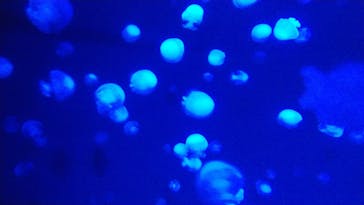 京都水族館に投稿された画像（2021/7/31）