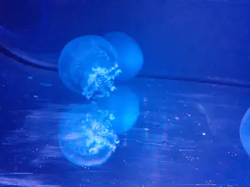 すみだ水族館に投稿された画像（2021/7/31）