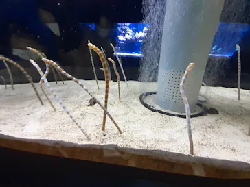 すみだ水族館に投稿された画像（2021/7/31）