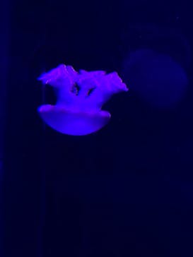 サンシャイン水族館に投稿された画像（2021/7/31）