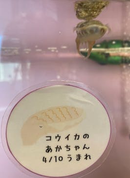 四国水族館に投稿された画像（2021/7/31）