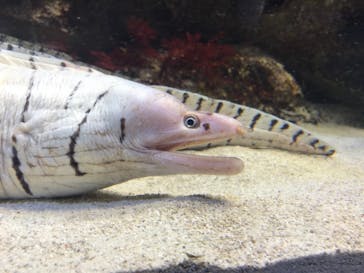 鳥羽水族館に投稿された画像（2021/7/31）