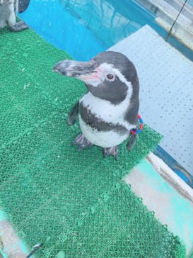 伊豆・三津シーパラダイスに投稿された画像（2021/7/31）