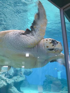 名古屋港水族館に投稿された画像（2021/7/31）