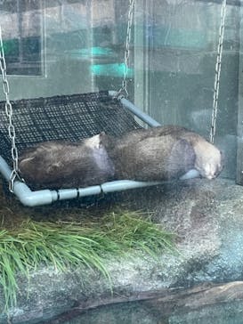 サンシャイン水族館に投稿された画像（2021/7/31）