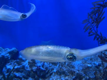 サンシャイン水族館に投稿された画像（2021/7/31）