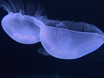 サンシャイン水族館に投稿された画像（2021/7/31）