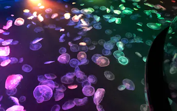 すみだ水族館に投稿された画像（2021/7/31）
