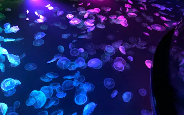 すみだ水族館に投稿された画像（2021/7/31）