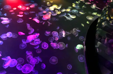 すみだ水族館に投稿された画像（2021/7/31）