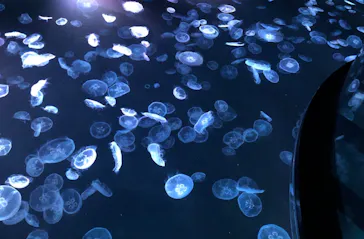 すみだ水族館に投稿された画像（2021/7/31）