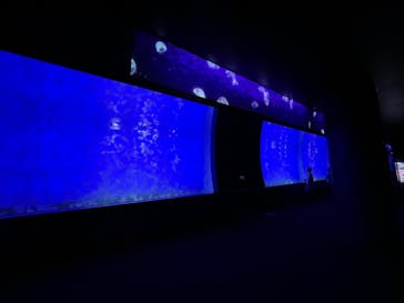 アクアワールド茨城県大洗水族館に投稿された画像（2021/7/31）