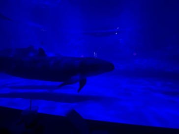 アクアワールド茨城県大洗水族館に投稿された画像（2021/7/31）