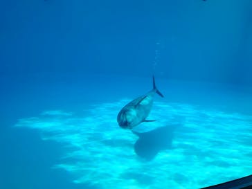 名古屋港水族館に投稿された画像（2021/7/31）