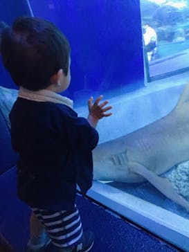 しながわ水族館に投稿された画像（2021/7/31）