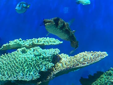 しながわ水族館に投稿された画像（2021/7/31）