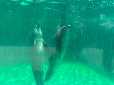 しながわ水族館に投稿された画像（2021/7/31）