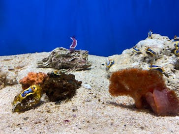 しながわ水族館に投稿された画像（2021/7/31）