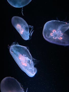 京都水族館に投稿された画像（2021/8/1）