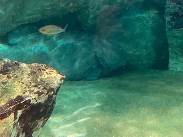 九十九島水族館海きららに投稿された画像（2021/8/1）