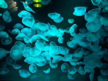 九十九島水族館海きららに投稿された画像（2021/8/1）