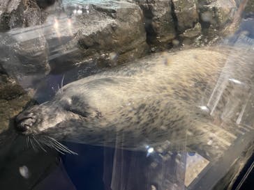 マクセル アクアパーク品川に投稿された画像（2021/8/1）