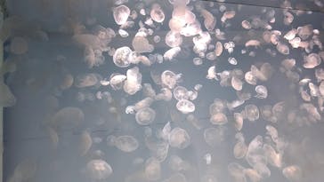 アクアワールド茨城県大洗水族館に投稿された画像（2021/8/1）