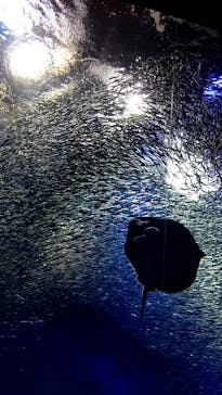 アクアワールド茨城県大洗水族館に投稿された画像（2021/8/1）