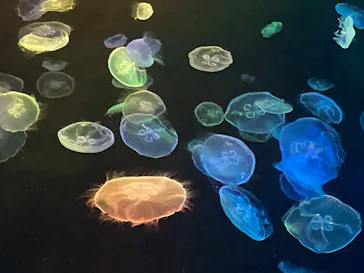 すみだ水族館に投稿された画像（2021/8/1）